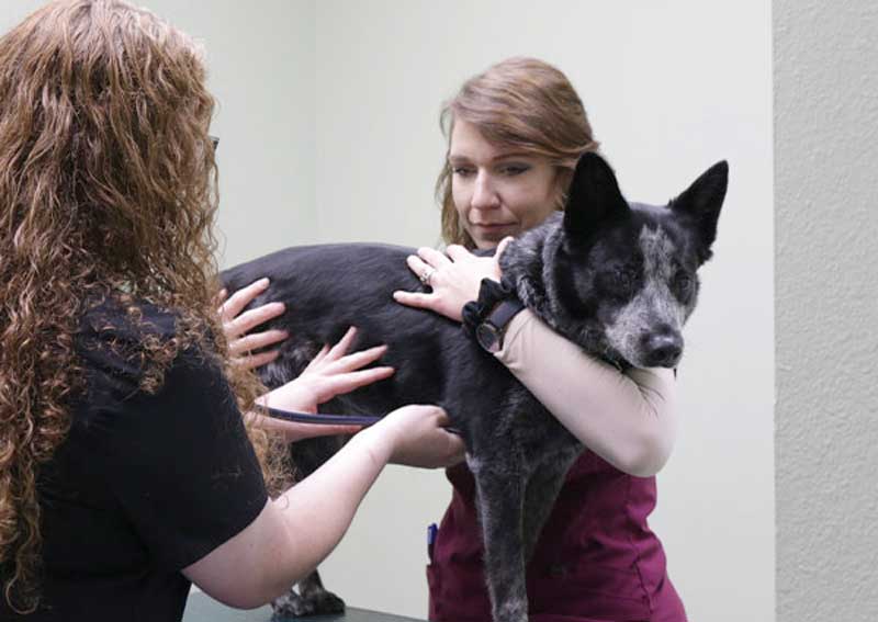 Carousel Slide 2: Wellness appointments for dogs