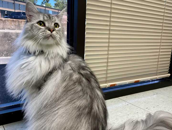 Preventive Care for Cats