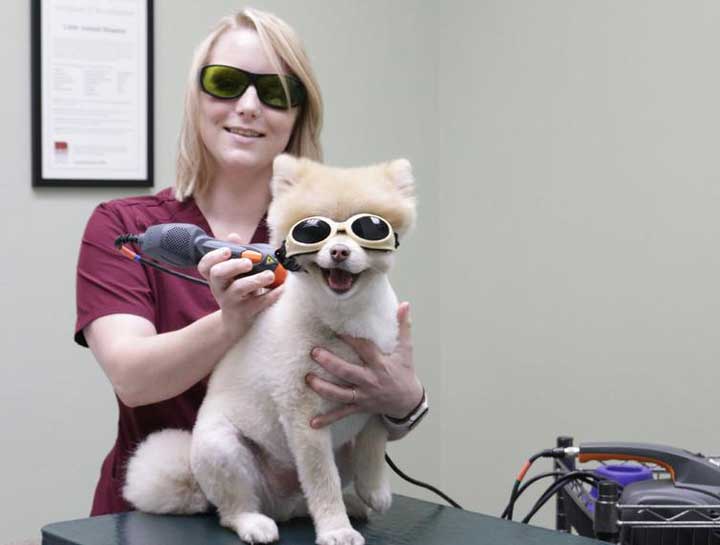 Laser Therapy for Dogs