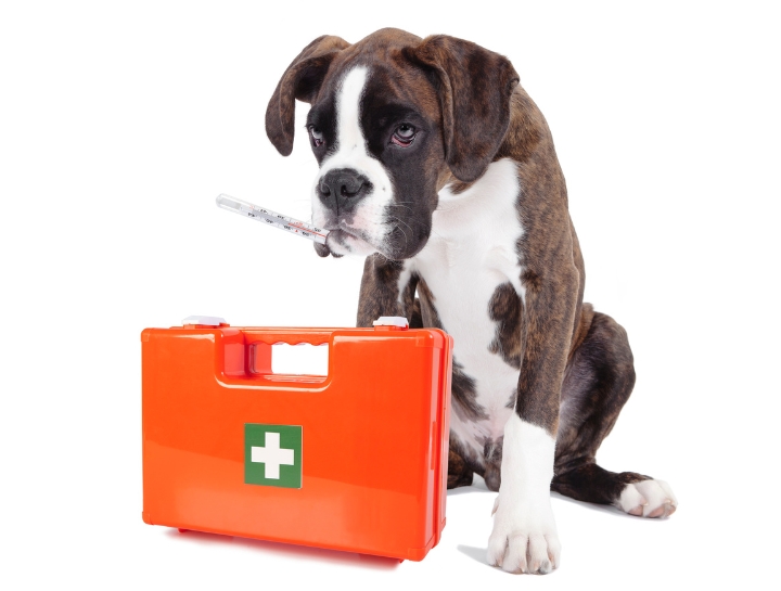 pet-pain-management