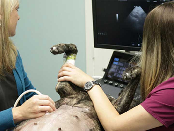 Pet Ultrasound