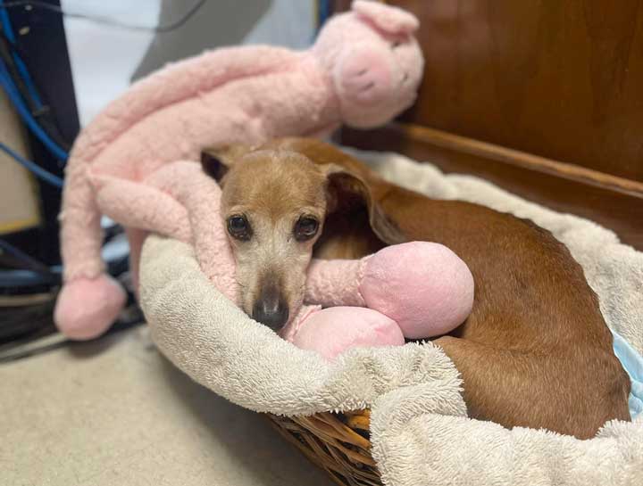 Senior Pet Care